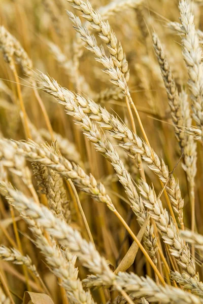 Ears of wheat on natural background — Stock Photo, Image