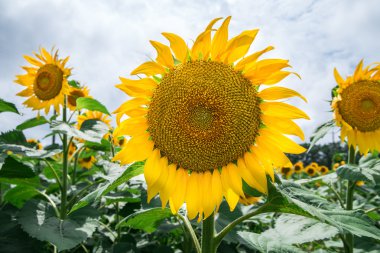 Ayçiçeği alan mavi gökyüzü altında