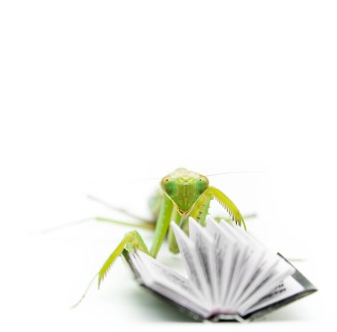 Green mantis on an old book, close up clipart