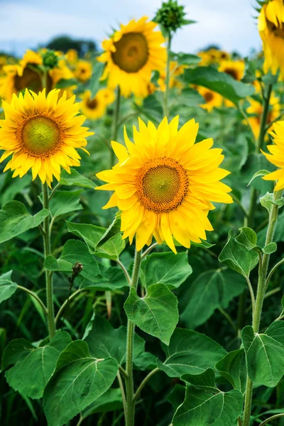 Sunflower field under blue sky — Stock Photo, Image