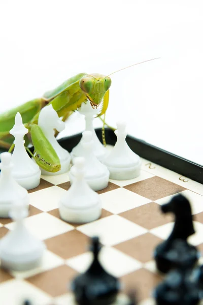 Mantis verde jugando ajedrez en el tablero de ajedrez —  Fotos de Stock