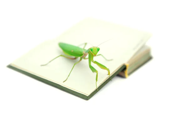 Green mantis on an old book, close up — Stock Photo, Image