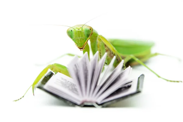 Green mantis on an old book, close up — Stock Photo, Image