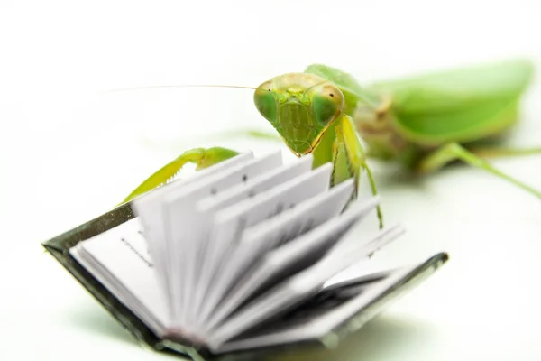Green mantis on an old book, close up — Stock Photo, Image