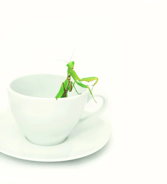 Mantis Verde está posando en una taza de porcelana blanca, de cerca, selec — Foto de Stock
