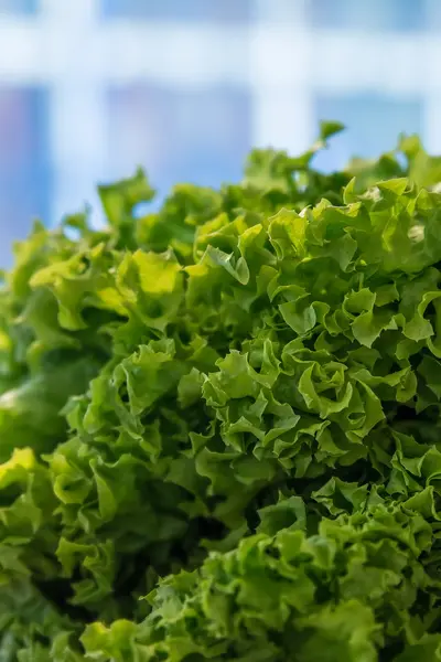 Ensalada en el mercado de los agricultores, de cerca, enfoque selectivo —  Fotos de Stock