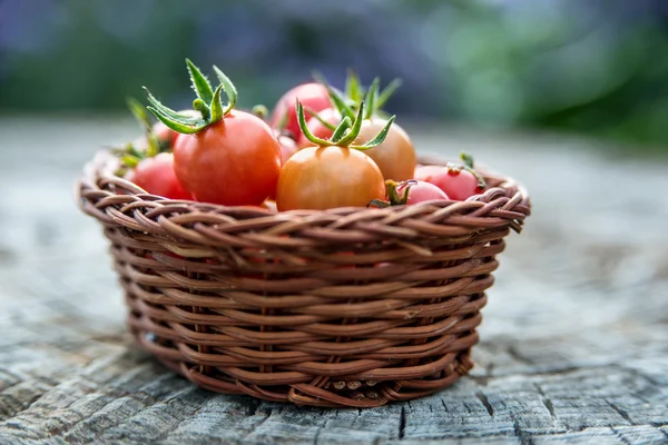 Tomates cereja em uma pequena cesta em uma superfície de madeira velha — Fotografia de Stock