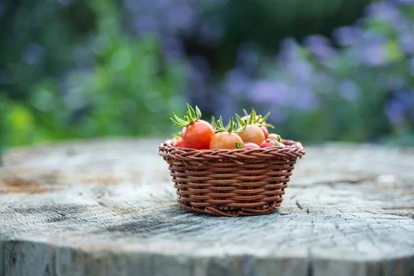 Tomates cereja em uma pequena cesta em uma superfície de madeira velha — Fotografia de Stock