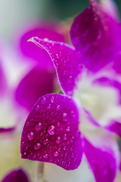 Kwiat Dendrobium orchidea — Zdjęcie stockowe