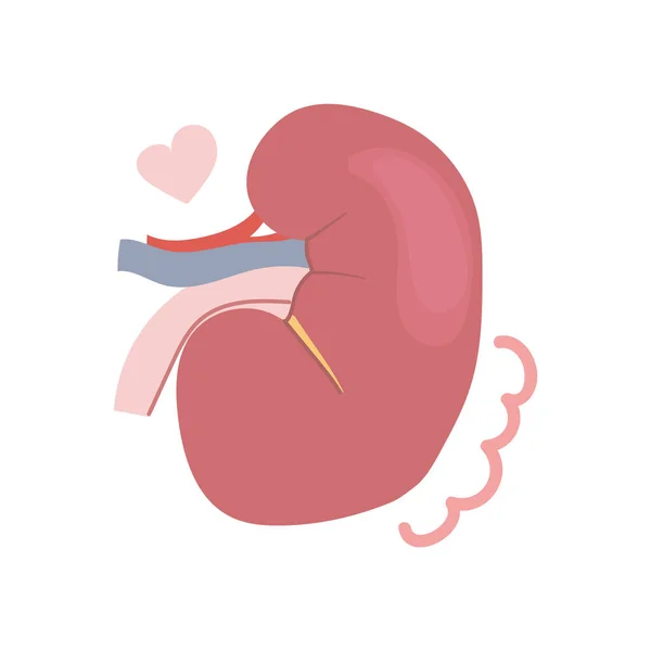 Hand Drawn Human Kidney Medical Healthy Concept Flat Illustration — Stock Vector