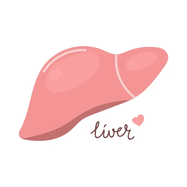 手で肝臓を描いた 臓器の概念 — ストックベクタ
