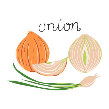 Elle çizilmiş soğan. Düz modern resimleme.