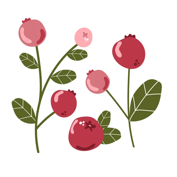 葉を持つクランベリーのセット 森の野生のベリー 新鮮なおいしい熟したベリーの概念 — ストックベクタ