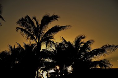Günbatımında siluetleri palmiye ağaçları
