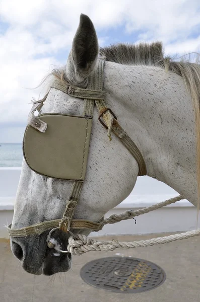 Μοναχικός άσπρο άλογο με τους τυφλούς — Φωτογραφία Αρχείου