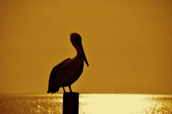 Pelican 剪影 (深褐色)) — 图库照片