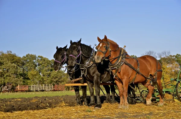 Team di cavalli imbrigliati in un campo — Foto Stock