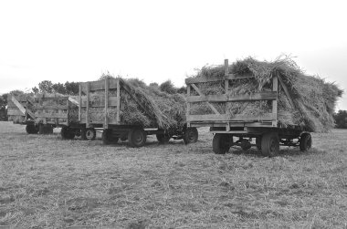 Loaded wood racks of oat bundles ready for threshing clipart
