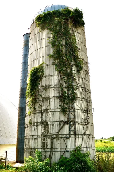 Silo covered with vines — Stock Photo, Image