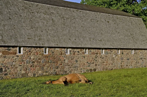 Caballo dormido frente al granero — Foto de Stock