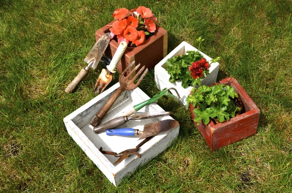Květiny v krabicích a starých zahradních nástrojích — Stock fotografie
