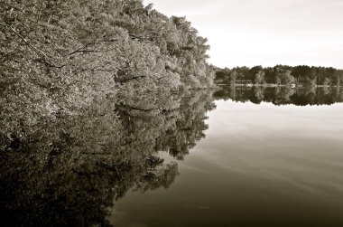 Kıyı ağaçlar yansıması üzerine su dökme