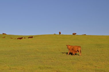 Kırmızı Angus Praire tepeler üzerinde