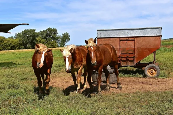 3頭の馬が牧草地のスチールワゴンから離れて歩く — ストック写真