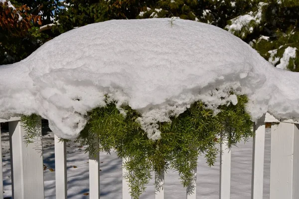 Tidig Höst Snöfall Täcker Sparris Ormbunke Som Bor Ett Däck — Stockfoto