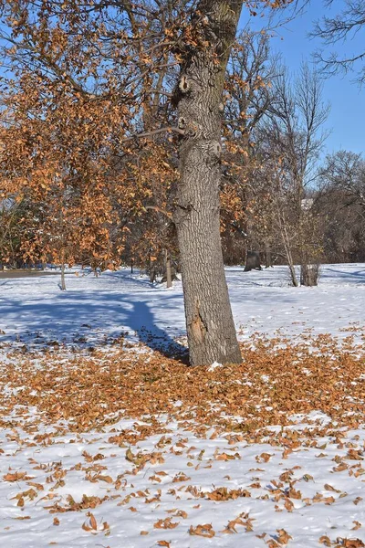 Bladen Faller Från Ett Moget Askträd Efter Säsongens Första Snöfall — Stockfoto