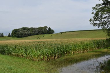 Heavy rainfall has flooded lowlands and cornfield in a hilly and pastured area.  clipart