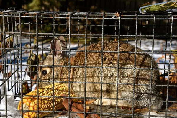 Een Katoenstaart Konijn Wordt Gevangen Een Achtertuin Levende Val — Stockfoto