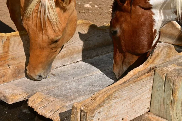 Verschillende Paarden Eten Een Laatste Hap Uit Een Houten Voederkooi — Stockfoto