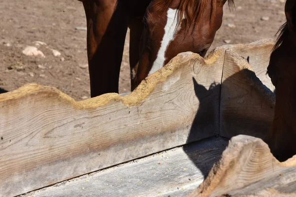 An outdoor feed bunk which shows extreme cribbing or chewing on the wood by horses.