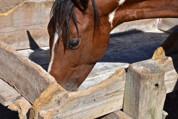 An outdoor feed bunk which shows extreme cribbing or chewing on the wood by horses.