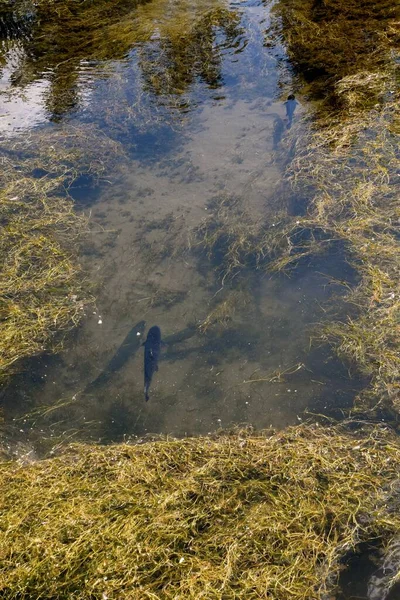 Varias Especies Truchas Nadando Estanque Una Piscifactoría — Foto de Stock