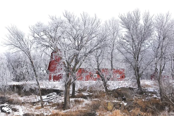 Старый Красный Коровник Крышей Окружен Деревьями Покрытыми Инеем — стоковое фото