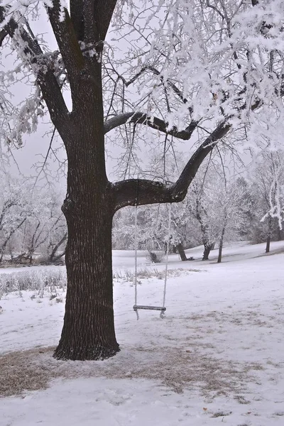 Hoar Gelo Altalena Alberi Creando Una Bella Scena Invernale — Foto Stock