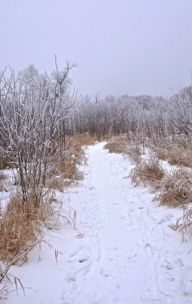 Das Gras Und Die Bäume Die Einen Winterwander Und Langlaufpfad — Stockfoto