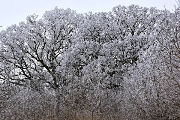森林里的树被白霜覆盖着 浓雾密布的天气条件 — 图库照片