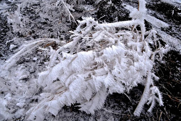 一丛杂草被一层厚重的白霜覆盖着 — 图库照片