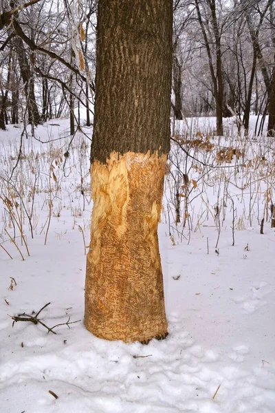 Castor Roeu Casca Volta Uma Árvore Cinzas — Fotografia de Stock