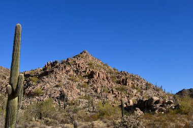 Çöl ortamında Saguaro kaktüsü ağacı ve dağlık bir arka plan..