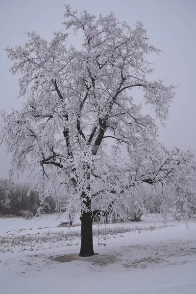 Ett Träd Täckt Rimfrost Mycket Dimmig Dag Har Gunga Hängande — Stockfoto