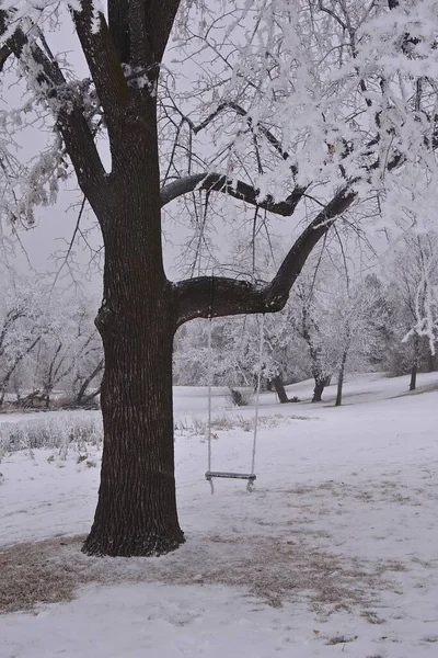 在一个大雾的日子里 一棵树上覆盖着白霜 树枝上挂着秋千 — 图库照片