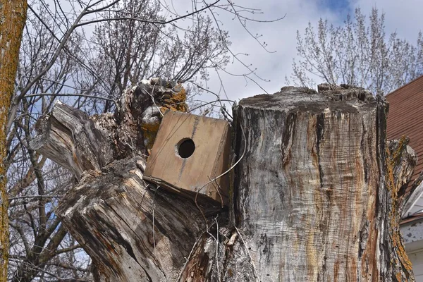 一座古老的鸟舍歪斜地插在树枝缝隙中 砍倒了一棵巨大的棉花树 — 图库照片
