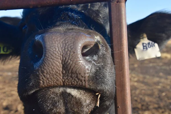 Closeup Nose Angus Beef Cow — Stock Photo, Image