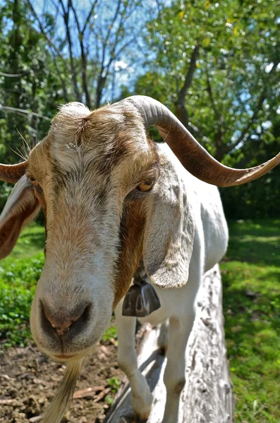 Geile bok staat op een logboek — Stockfoto