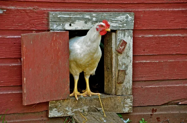 Un pollo esce dal pollaio — Foto Stock
