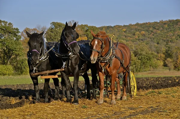 Cavalli tirando aratro — Foto Stock